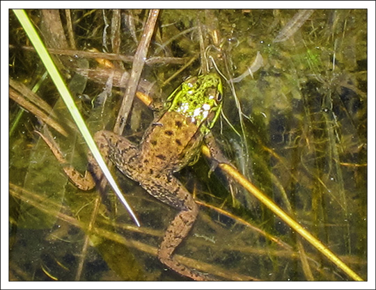 Amphibians of the Adirondacks: Green Frog on Heron Marsh at the Paul Smiths VIC (19  May 2012)