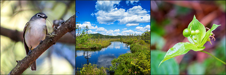 Explore nature in the Adirondack Mountains on a guided nature walk. Blue-headed Vireo (10 May 2016), Barnum Bog (26 June 2015), Indian Cucumber Root (27 July 2015).