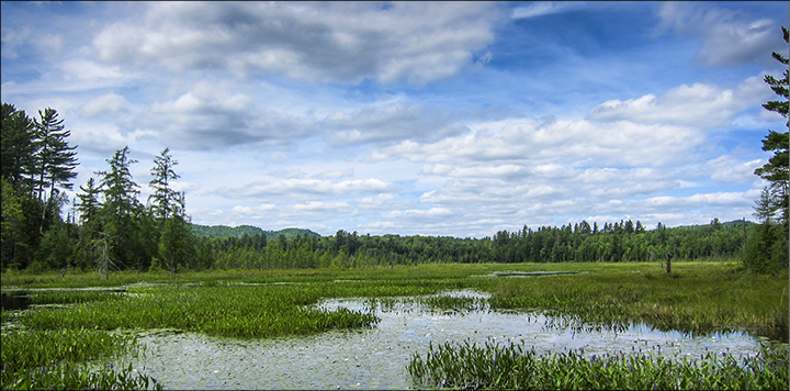 Adirondack Wetlands: Heron Marsh at the Paul Smiths VIC