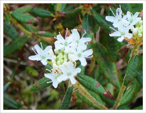 Adirondack Wildflowers: Labrador Tea in bloom (26 May 2012)