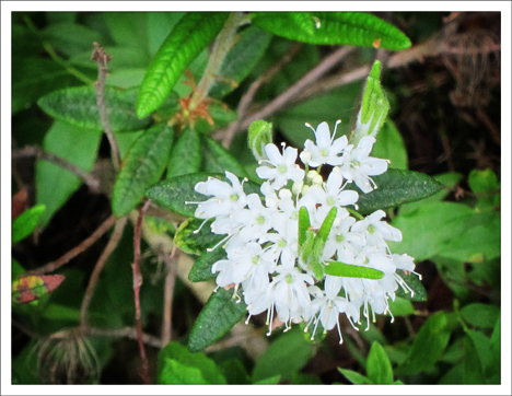 Adirondack Wildflowers:  Labrador Tea in bloom (30 May 2012)