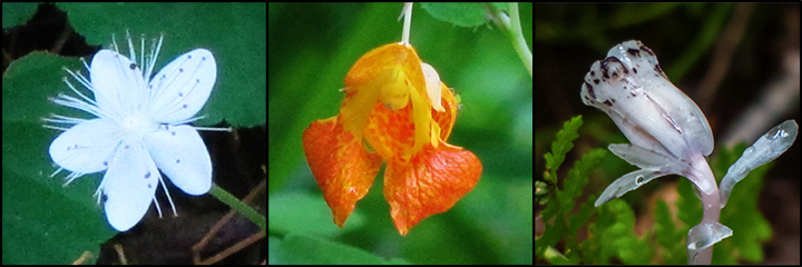 Adirondack Wildflowers: Dewdrop (also called False Violet) blooming along the Heron Marsh Trail (20 August 2012); Spotted Touch-me-not blooming on the Black Pond Trail (16 August 2012); and Indian Pipe blooming on the Woods and Waters Trail (23 August 2013)