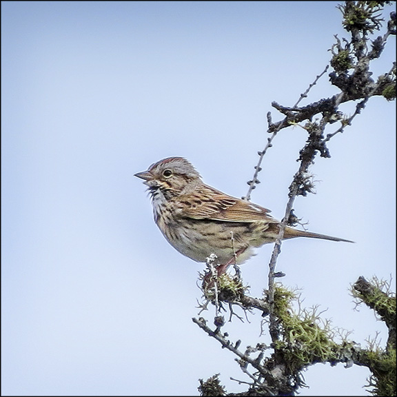 Lincoln's Sparrow on Barnum Bog at the VIC (14 June 2014)