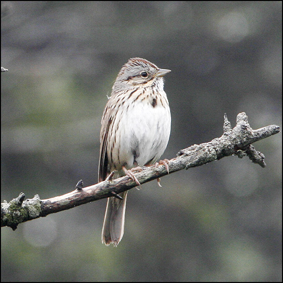 Boreal Birds of the Adirondacks:  Lincoln's Sparrow.  Photo by Larry Master. www.masterimages.org.  Used by permission