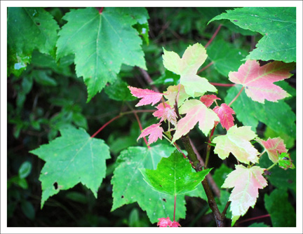 Paul Smiths Visitor Center -- Maple Leaves