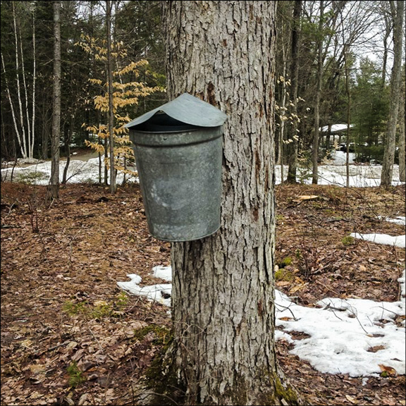 Trees of the Adirondack Mountains: Sap Bucket on Sugar Maple at the Paul Smiths VIC