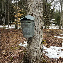 Maple Sugaring at the VIC: VIC Sugar Bush