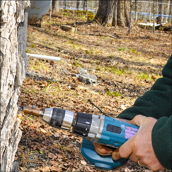 Maple Tapping