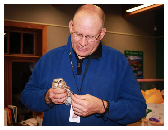 Northern Saw-whet Owl Banding Station at the Paul Smiths VIC