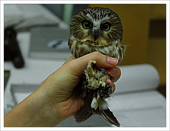 Northern Saw-whet Owl Banding Program at the Paul Smiths VIC (Fall 2012)