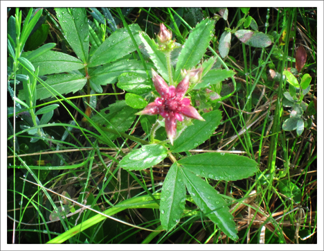 Adirondack Wildflowers:  Marsh Cinquefoil blooming in Barnum Bog (30  June 2010)