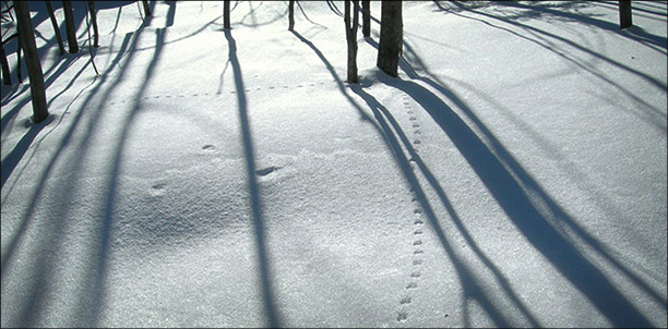 Mice and vole tracks at the Paul Smiths VIC. Photo courtesy of B. McAllister. Used by permission. Mice and vole tracks at the Paul Smiths VIC. Photo courtesy of B. McAllister. Used by permission.