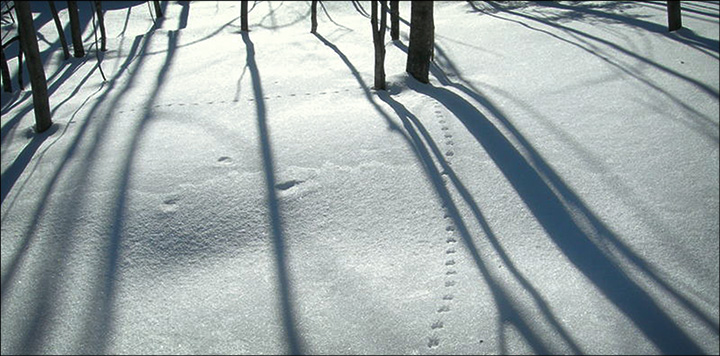 Mice and vole tracks at the Paul Smiths VIC. Photo courtesy of B. McAllister. Used by permission. Mice and vole tracks at the Paul Smiths VIC. Photo courtesy of B. McAllister. Used by permission.