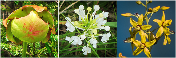 Adirondack Wildflowers on Barnum Bog:  Pitcher Plant (28 July 2012); White-Fringed Orchid (28 July 2012); Swamp Candles (27 July 2013)