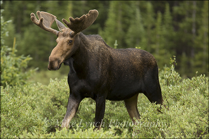 Mike Lynch: A bull moose in the Colorado Rockies