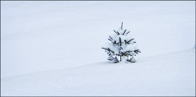 Monarch Meadow (28 December 2012). Photo by D. Kirche.  Used by permission.