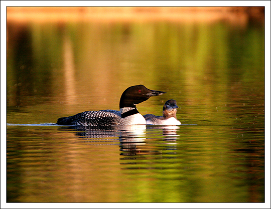 Loon and chick. Photo by Nina Schoch. www.briloon.org/adkloon Used by permission. Loon and chick. Photo by Nina Schoch. www.briloon.org/adkloon Used by permission.