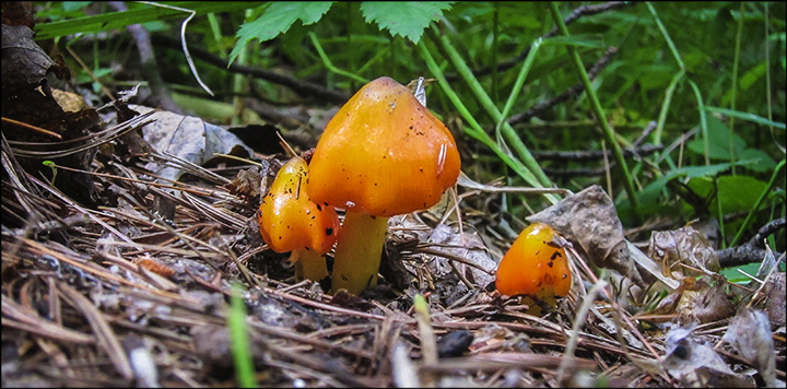 Mushrooms of the Adirondacks: Hygrophorus conicus on the Heron Marsh Trail (24 July 2013) Mushrooms of the Adirondacks: Hygrophorus conicus on the Heron Marsh Trail (24 July 2013)