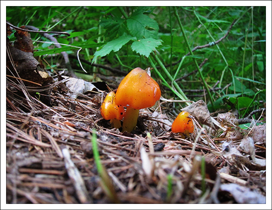 Mushrooms of the Adirondacks: <em>Hygrophorus conicus</em> on the Heron Marsh Trail (8 August 2012)