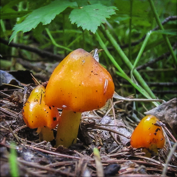 Mushrooms of the Adirondacks: Hygrophorus conicus on the Heron Marsh Trail at the Paul Smiths VIC (24 July 2013)