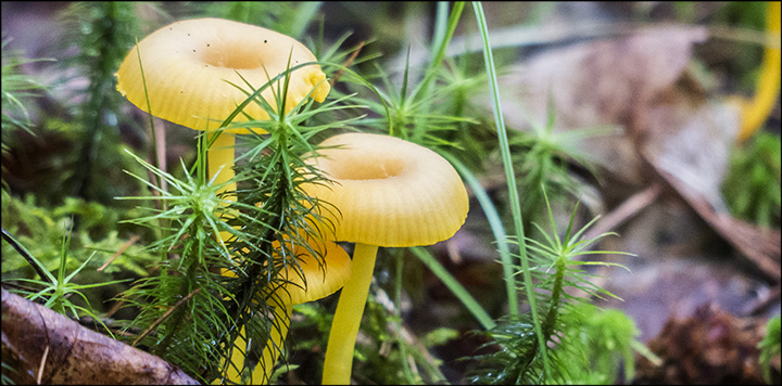 Mushrooms of the Adirondacks: Hygrophorus nitidus on the Heron Marsh Trail (24 July 2013)