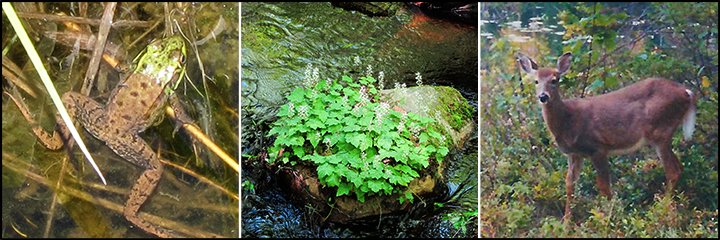 Green Frog, Foamflower, and White-Tailed Deer at the Paul Smiths VIC