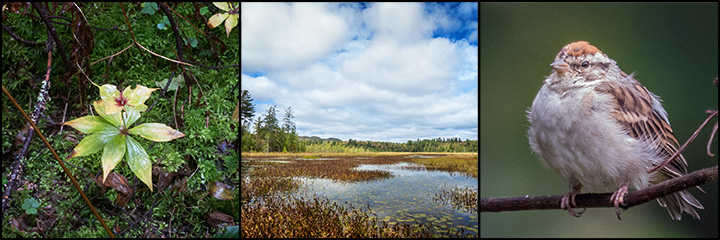 Exploring the Adirondack Mountains: Indian Cucumber Root on the Boreal Life Trail; Heron Marsh in autumn; Chipping Sparrow near the VIC Building