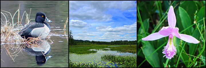 Exploring the Adirondack Mountains: Ring-necked Duck on Heron Marsh; Heron Marsh in summer: Rose Pogonia on Barnum Bog