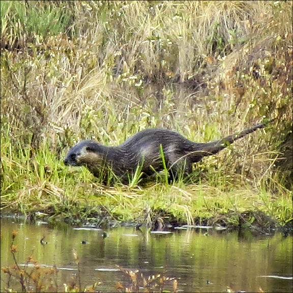 Mammals of the Adirondacks: North American River Otter on Heron Marsh at the Paul Smiths VIC (9 May 2015)