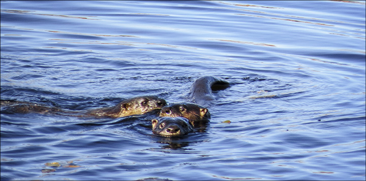 Adirondack Wildlife: North American River Otter playing on Heron Marsh, from the Heron Marsh viewing tower (6 October 2014)