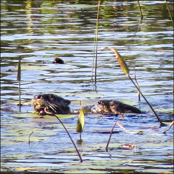 Mammals of the Adirondacks: North American River Otters on Heron Marsh at the Paul Smiths VIC (19 September 2015)