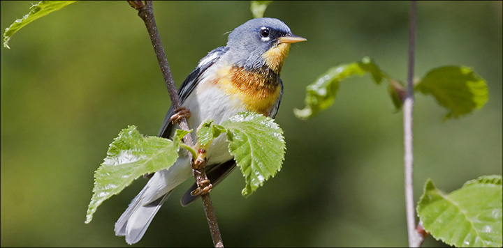 Birds of the Adirondacks: Northern Parula. Photo by Larry Master. www.masterimages.org Used by permission. Birds of the Adirondacks: Northern Parula. Photo by Larry Master. www.masterimages.org Used by permission.