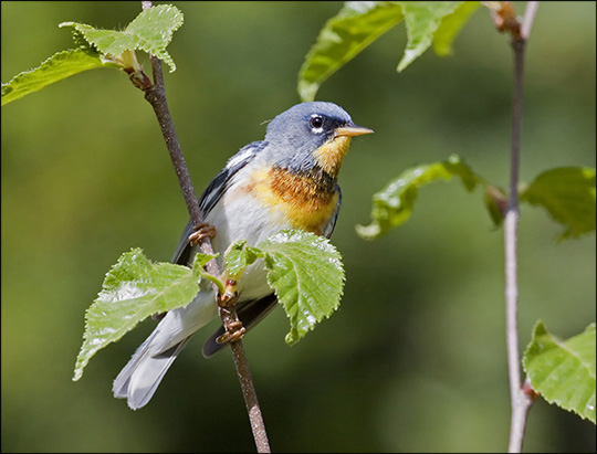 Birds of the Adirondacks:  Northern Parula. Photo by Larry Master. www.masterimages.org  Used by permission.