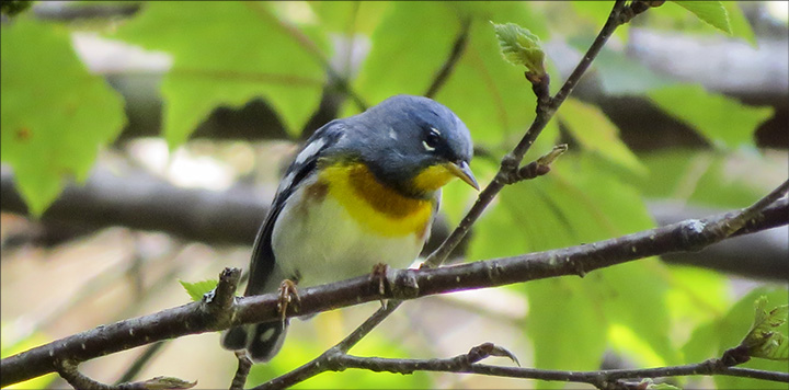 Adirondack Birding: Northern Parula on the Logger's Loop Trail at the VIC (20 June 2015)