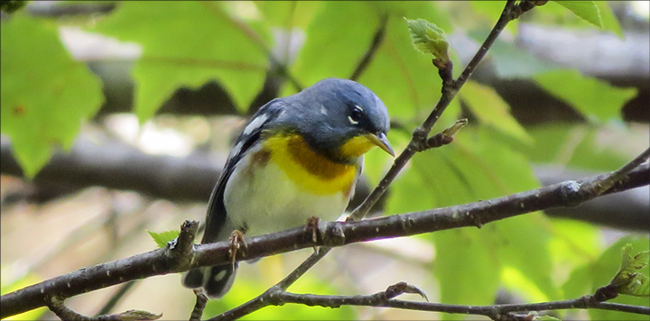 Adirondack Birding: Northern Parula on the Logger's Loop Trail at the VIC (20 June 2015) Adirondack Birding: Northern Parula on the Logger's Loop Trail at the VIC (20 June 2015)