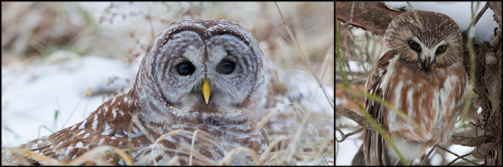 Birds of the Adirondack Mountains: Barred Owl and Northern Saw-whet Owl. Photos by Larry Master.  Used by permission.