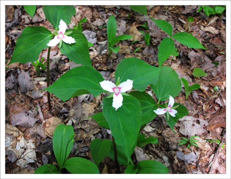 Adirondack Wildflowers:  Painted Trillium at the Paul Smiths VIC (19 May 2012)