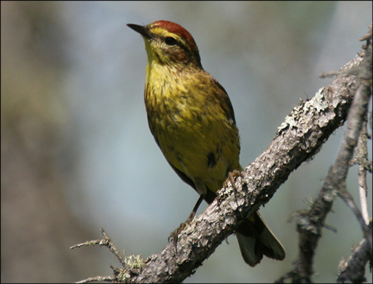 Boreal Birds of the Adirondacks: Palm Warbler. Photo by Larry Master. www.masterimages.org Used by permission. Boreal Birds of the Adirondacks: Palm Warbler. Photo by Larry Master. www.masterimages.org Used by permission.