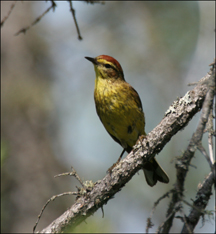 Boreal Birds of the Adirondacks: Palm Warbler. Photo by Larry Master. www.masterimages.org
