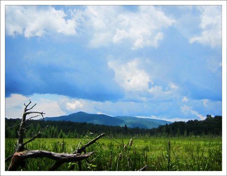 Paul Smiths College Visitor Interpretive Center -- Cattails on Heron Marsh from the Boreal Life Trail (10 July 2012)