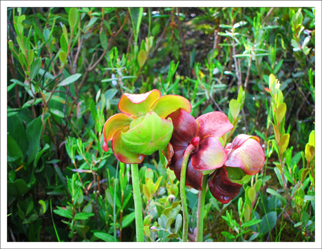 Adirondack Wildflowers:  Pitcher Plant in bloom at the Paul Smiths VIC (13 July 2011)
