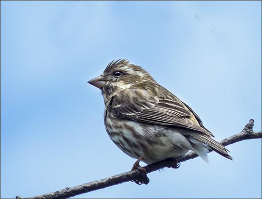 Boreal Birds of the Adirondacks:  Female Purple Finch near the VIC deck (12 May 2013)