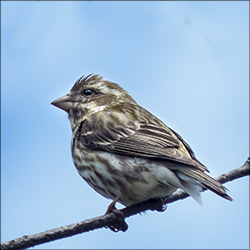 Purple Finch 12 May 2013