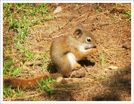 Paul Smiths College Visitor Interpretive Center -- Young Red Squirrel outside the Butterfly House (9 June 2012)