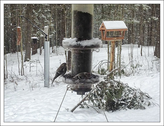 Common Redpolls at the VIC bird feeders (28 January 2013)