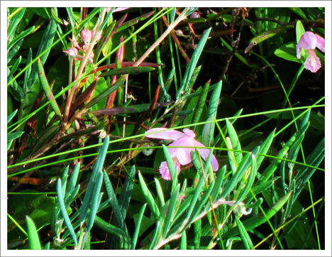 Adirondack Wildflowers:  Rose Pogonia blooming on the Barnum Bog at the Paul Smiths VIC (13 July 2011)