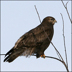 Birds of St. Lawrence Valley: Rough-legged Hawk. Photo by Larry Master.  Used by permission