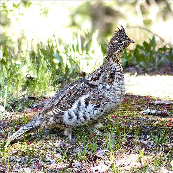 Birds of the Adirondacks: Bigtooth Aspen is particularly important to the Ruffed Grouse, providing both food and cover. Ruffed Grouse near the picnic pavilions at the VIC (7 May 2013).