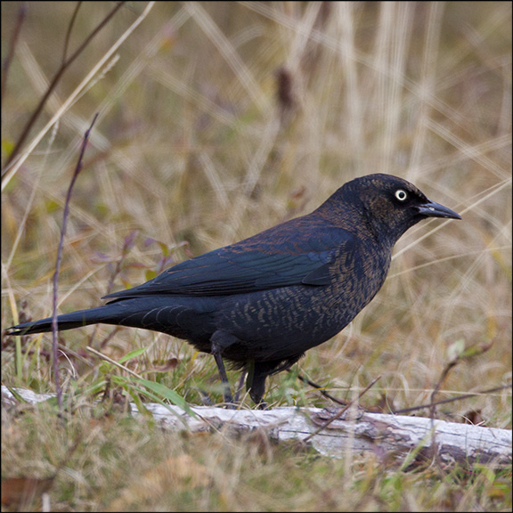 Boreal Birds of the Adirondacks: Rusty Blackbird. Photo by Larry Master. www.masterimages.org. Used by permission.