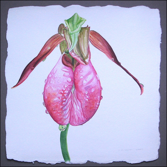 Sandra Hildreth: "Pink Lady's Slipper in the Rain", watercolor, 16x16 Sandra Hildreth: "Pink Lady's Slipper in the Rain", watercolor, 16x16